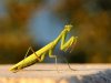 female-european-praying-mantis.jpg