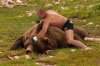 Fedor-KO-Bear_original.jpg