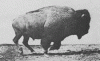 Muybridge_Buffalo_galloping.gif