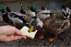 duck-feeding-ducks-eating-bread-260nw-1442750258.jpg