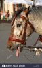 caballo-cansado-en-el-trabajo-mostrando-la-lengua-w3xn1d.jpg