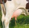 cow-udder-13008069.jpg
