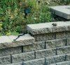 black rat snake.jpg