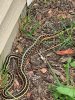 plains garter snake.jpeg