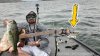 1290 Version Mike Bass Bass Bass Bass.jpg