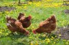 Chickens-Chicken_Guide-A_trio_of_healthy_chickens_roaming_the_garden.jpg