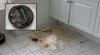 roomba-dog-poop.jpg