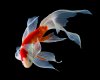 koi-fish.jpg