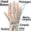 hand_anatomy_bones.jpg