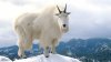 1396112914000-AP-Mountain-Goats (2).jpg
