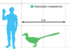 220px-Vraptor-scale.png