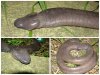 penis-snake-facts (1).jpg