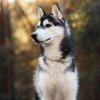 siberian-husky-sz6.jpg