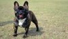 French-Bulldog-5-645mk062111.jpg