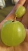 huge grape.jpg