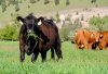 cow-eating-grass-1-of-1.jpg