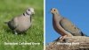 eurasian-collared-dove-vs-mourning-dove.jpg