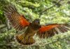 1200472Kea_in_Flight(NBaker).jpg