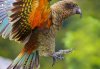 milford-sound-kea-flight.jpg
