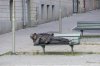 homeless-3748566_1280.jpg