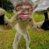 Stoned Lemur shoop Usman.jpg