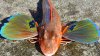 bay_of_islands_the-_rock_adventure_cruise_fishing_red_gurnard.jpg