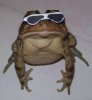 frog-with-sunglasses-499x538.jpg
