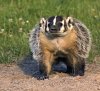 American-badger.jpg