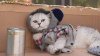 upload_2022-10-26_12-37-26.jpeg