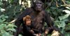 Faber with chimp mama drinking breast milk.jpg