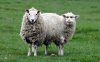 fabersheep.jpg