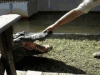 IMG_2335.GIF