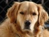 Angry-Golden-Retriever-Dog.jpg