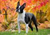 Boston-Terrier-dog.jpg
