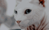 IMG_20230316_034012_01.gif