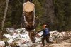 Workers-Comp-for-Logging-2.jpg