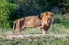 PAY-OLD-LION.jpg