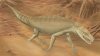 Armadillosuchus-800px.jpg