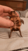 IMG_3533.gif
