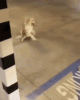 dog-omw.gif