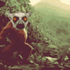 stone-lemur-funny-orangutang.gif