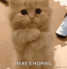 IMG_20231005_225129_01.gif