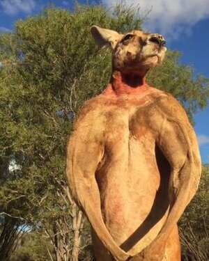 8169d5f202c79d63222ec6c9bbc9006b21-10-roger-the-kangaroo.rvertical.w330.jpg