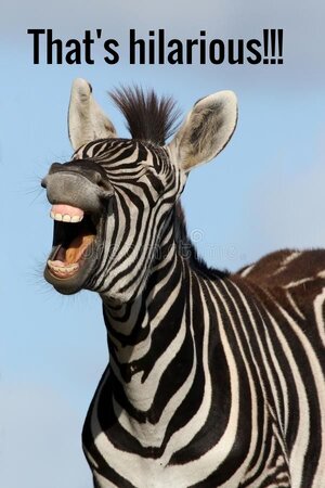 laughing_zebra.jpg