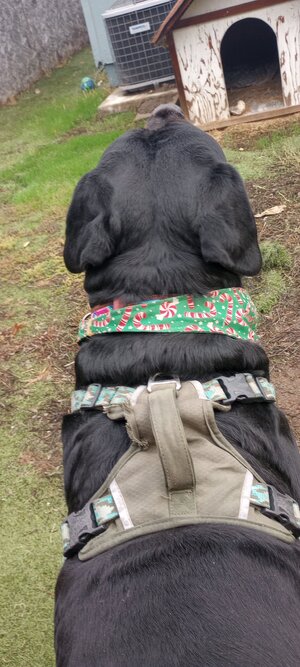 IMG_20231221_132131474.jpg IMG_20231221_132131474.jpg