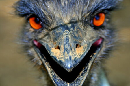 evil emu.jpg