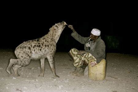 Hyenas and their bite force | Sherdog Forums | UFC, MMA & Boxing Discussion