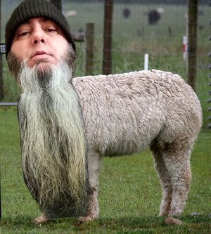 Alpaca_(31562329701).jpg