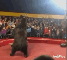 bear-bear-attack.gif