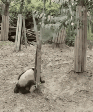 panda-fall.gif